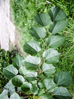 《紫荆》4