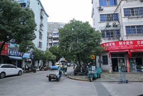 《杜英》1