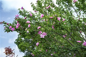 《木槿》5-5