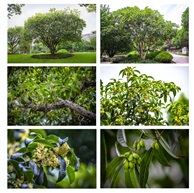 《桂花树（2）》