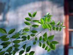 《小叶白蜡》组3