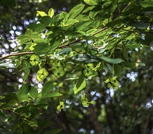 《榆树》6-2