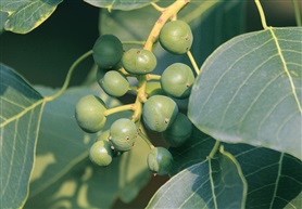乌桕5-4