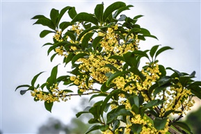 《桂花树》5-3