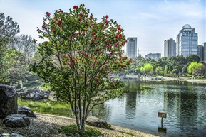 《茶花树》5-2