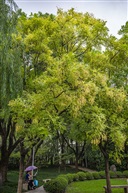 《豆槐》6-4
