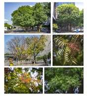 《漆树（2）》