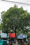《杜英》2
