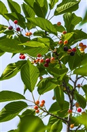 《大叶早樱》5-4