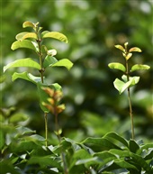 《桂花树》3-4
