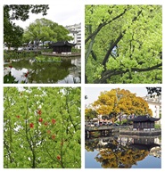 《香樟树》