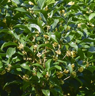 《桂花树》3-3