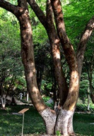 《糙叶树》——3