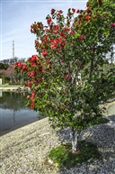 《茶花树》5-3