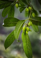 《桂花树》5-5