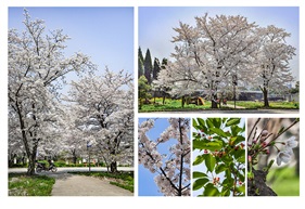 《大叶早樱》