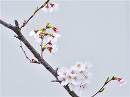 早樱树1-2