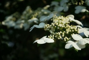 琼花