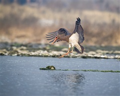 《黑鹳冲刺》