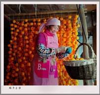 柿子上架