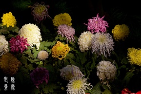 百花齐放