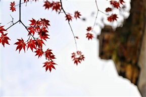 片片枫叶情
