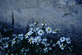 油画