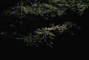竹