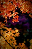 霞圃红枫