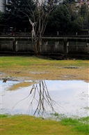 水影