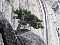 咬定青山不放“松”-3