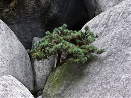 咬定青山不放“松”-5