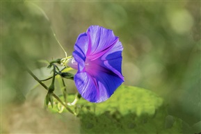 《牵牛花》