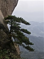 咬定青山不放“松”-6