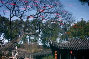 水中花