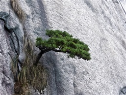 咬定青山不放“松”-1