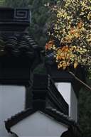 古刹新黄