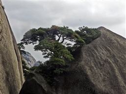 咬定青山不放“松”-2