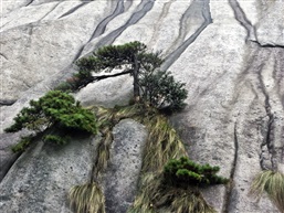 咬定青山不放“松”-4