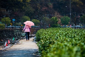 乡间小路