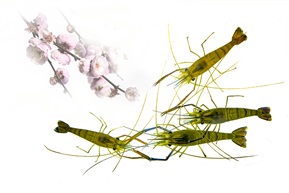 《沼虾》