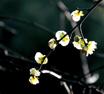 梅