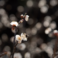 梅花
