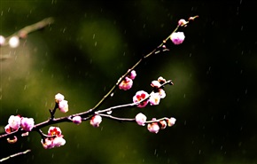 梅