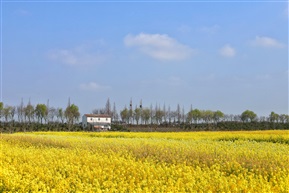 油菜花开