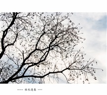 《枯木逢春》