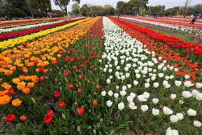 花海