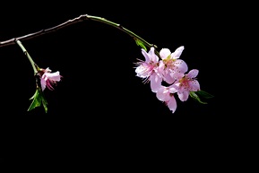 桃花迎春