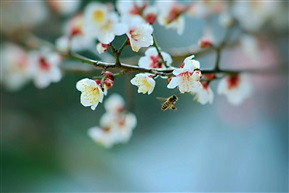 春暖花开