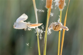 《天女散花》